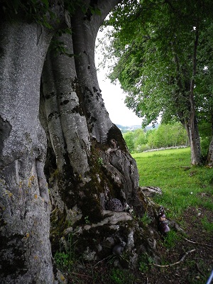 Des contes et des arbres
