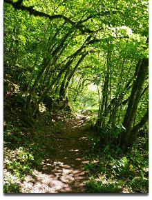 Balade en forêt