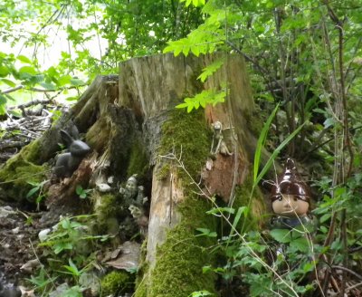 Voyage au pays des contes et des arbres