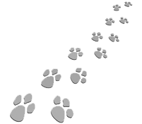 traces d'animaux